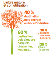 Le bois, la première des énergies renouvelables - FBF